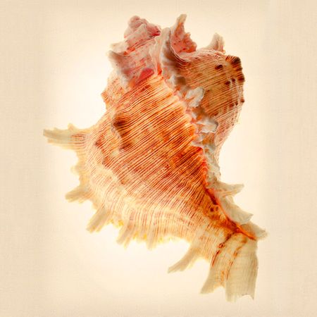 Richard Reynolds - Murex - Shell Decor Print