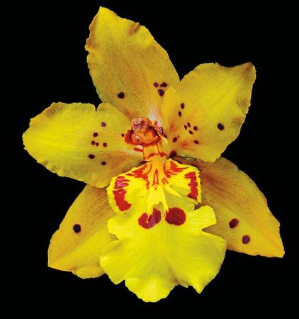 Richard Reynolds - Odontocidium Mayfair Orchid - Flower Print