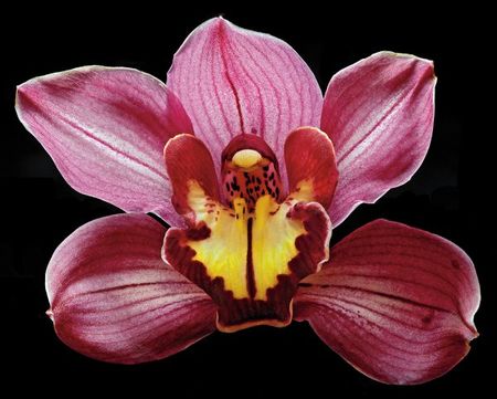 Richard Reynolds - Orchid - Eikoh - Flower Print