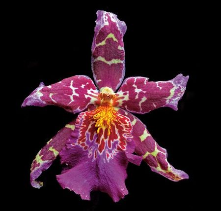 Richard Reynolds - Orchid - Tropic Tom - Flower Print