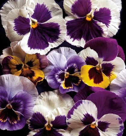 Richard Reynolds - Pansies - Flower Print