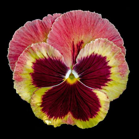 Richard Reynolds - Pansy Delta Fire - Flower Print