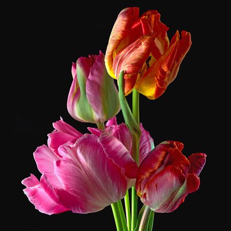 Richard Reynolds - Parrot Tulips 2 - Floral Print