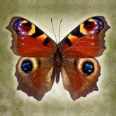 Richard Reynolds - Peacock Butterfly - Butterfly Decor Print