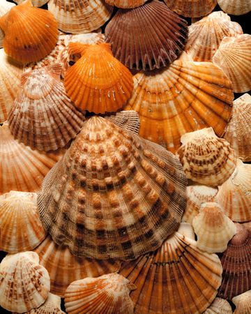 Richard Reynolds - Pectins - Sea Shell Decor Print