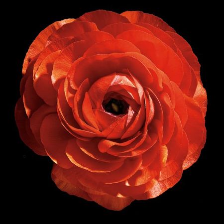 Richard Reynolds - Persian Buttercup - Flower Print