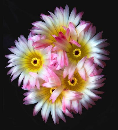 Richard Reynolds - Pink-Yellow Ball - Cactus Flower Print