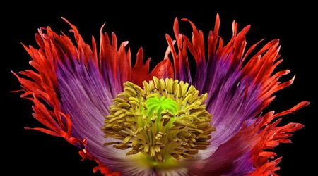 Richard Reynolds - Poppy Drama Queen 2 - Flower Print