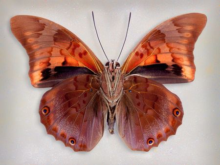 Richard Reynolds - Prepona Praeneste Confusa Underside - Butterfly