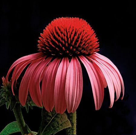 Richard Reynolds - Purple Coneflower - Flower Print