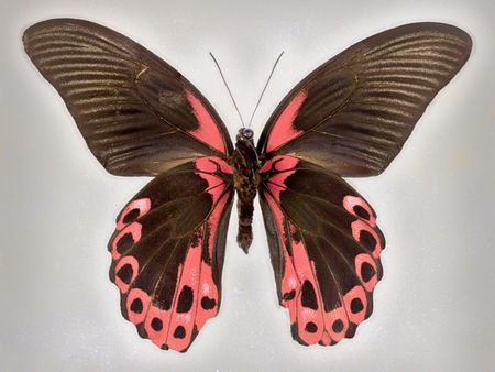 Richard Reynolds - Red Mormon - Butterfly Decor Print