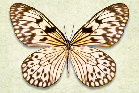 Richard Reynolds - Rice Paper - Butterfly Print