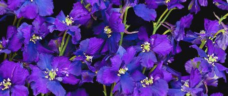 Richard Reynolds - Rocket Larkspur - Flower Print