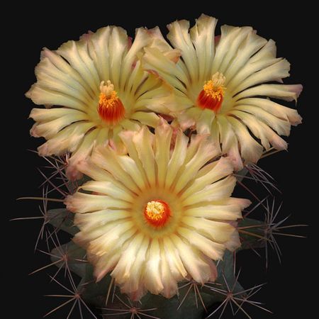 Richard Reynolds - Scheer Cory-Cactus - Cactus Flower Print