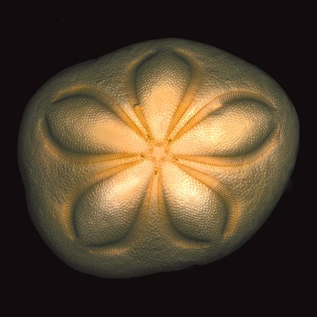 Richard Reynolds - Sea Biscuit - Sand Dollar Print