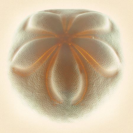 Richard Reynolds - Sea Biscuit Tan - Sand Dollar Print