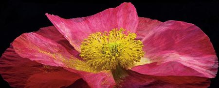 Richard Reynolds - Shirley Poppy - Flower Print