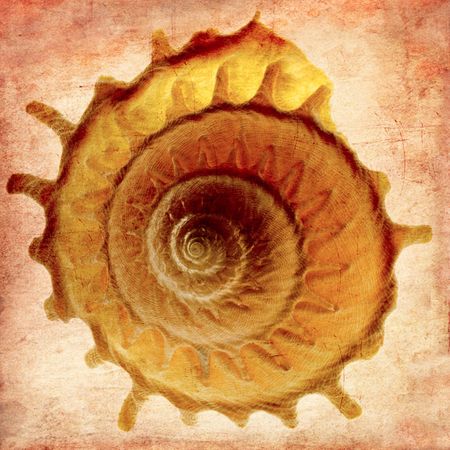 Richard Reynolds - Stellaria Solaris - Sea Shell Decor Print