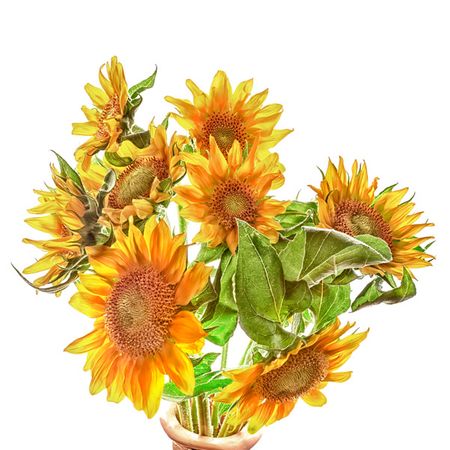 Richard Reynolds - Sunflowers - Flower Print