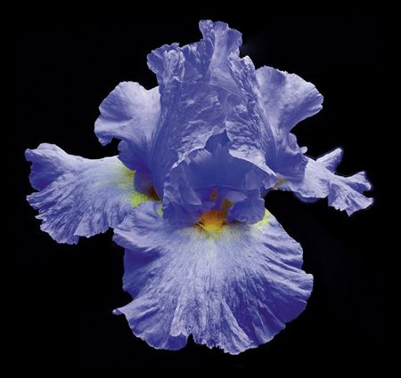 Richard Reynolds - Tall Bearded Iris 2 - Flower Print
