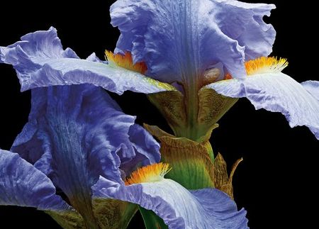 Richard Reynolds - Tall Bearded Iris 3 - Flower Print