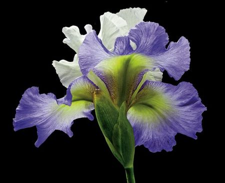 Richard Reynolds - Tall Bearded Iris Alizes - Flower Print