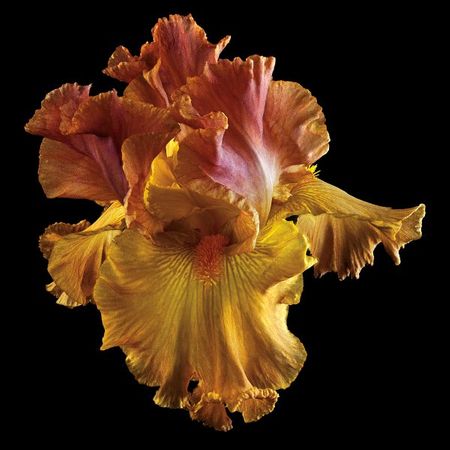 Richard Reynolds - Tall Bearded Iris - Flower Print