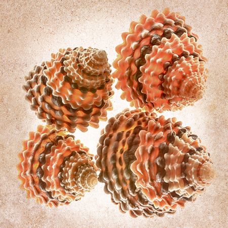 Richard Reynolds - Tectarius Coronatus - Seashell Decor Print