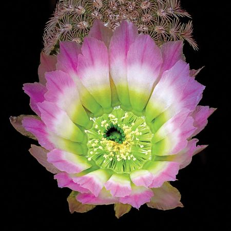 Richard Reynolds - Texas Rainbow - Cactus Flower Print