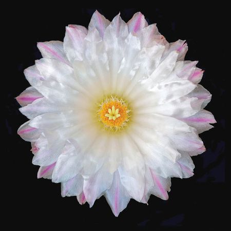 Richard Reynolds - Thelocactus Hexaedrophorus - Cactus Flower Print