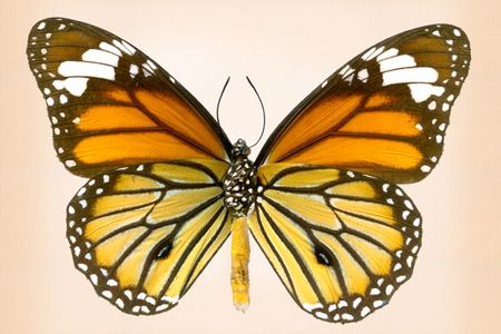 Richard Reynolds - Tiger Common - Butterfly Print