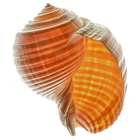 Richard Reynolds - Tonna Galea - Seashell Decor Print