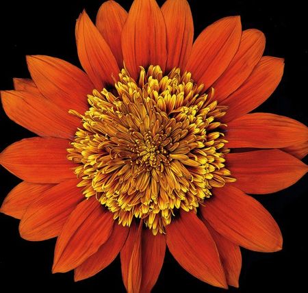 Richard Reynolds - Treasure Flower Orange Gnome - Flower Print