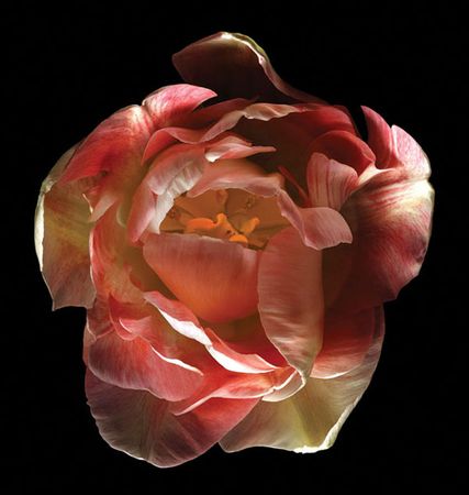 Richard Reynolds - Tulip Angelique - Flower Print