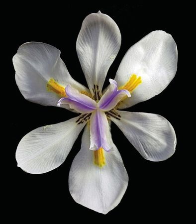 Richard Reynolds - Variegated Cape Iris Variegata - Flower Print