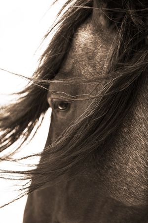 Robert Dawson - Don't Bother Me - Horse Print - Canvas Options