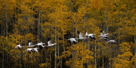 Robert Dawson - Headed South - Geese Flying Over Aspens