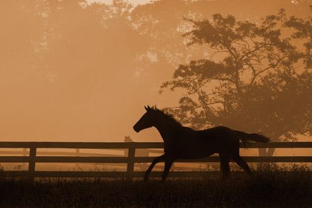 Robert Dawson - Heading For the Sun - Horse Print - Canvas Options
