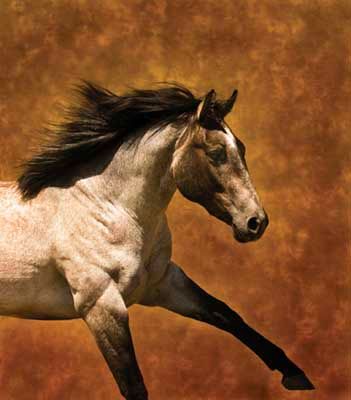 Robert Dawson - High Stepping - Large Size Horse Print