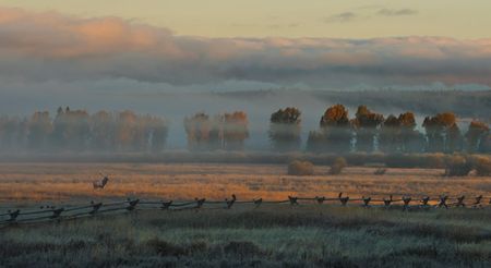 Robert Dawson - In the Morning Mist - Paper and Canvas Options