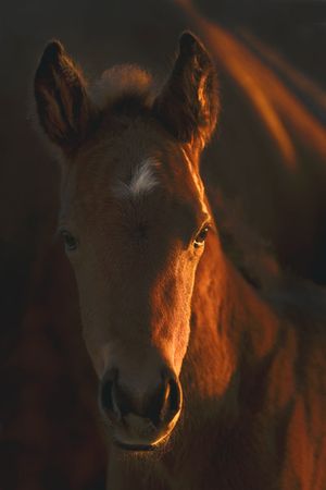 Robert Dawson - Little Miss - Horse Print - Canvas Options