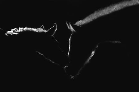 Robert Dawson - Moonlight Kiss - Horse Print - Canvas Options