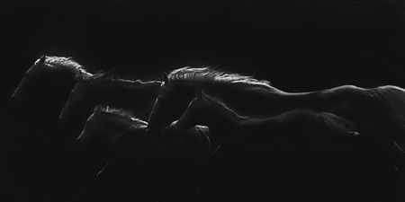 Robert Dawson - Moonlight Runners - Horse Print - Canvas Options