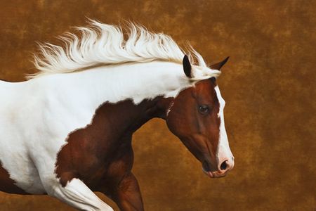 Robert Dawson - My Little Bella - Horse Print - Available Again!