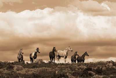 Robert Dawson - Prairie Song - Horse Print - Canvas Options