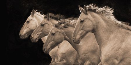 Robert Dawson - Pretty Girls SP - Horse Print - Canvas Options