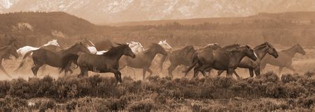 Robert Dawson - Racing the Storm II - Horse Print - Canvas Options