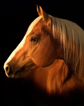 Robert Dawson - Yellow Jersey - Horse Print - Canvas Options