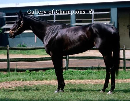 Ruffian At Belmont Park - Art Print Shipped Free