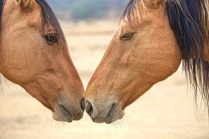 Sally Linden - Best Friends - Horses Nose to Nose Art Print